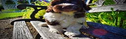 Havapoo dogs for sale: Bandit - Ad 5