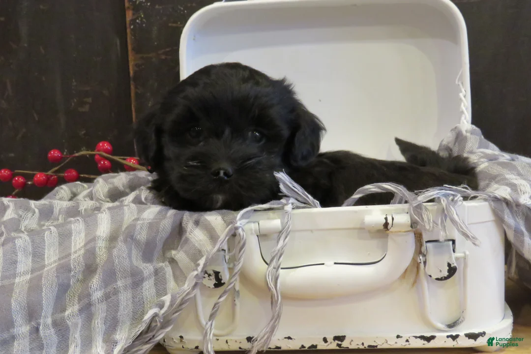 Gallery Image {{count}}