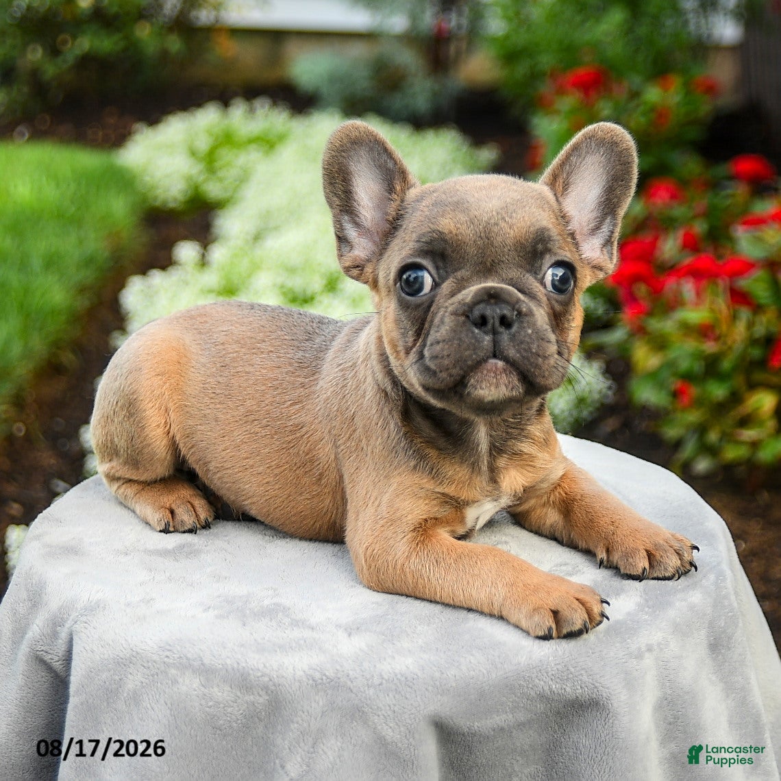 French Bulldog dogs Alden - Ad 2