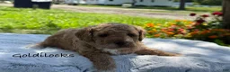 Mini Goldendoodle dogs for sale: Goldilocks - Ad 1