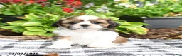 Shih Tzu dogs for sale: Boone - Ad 4