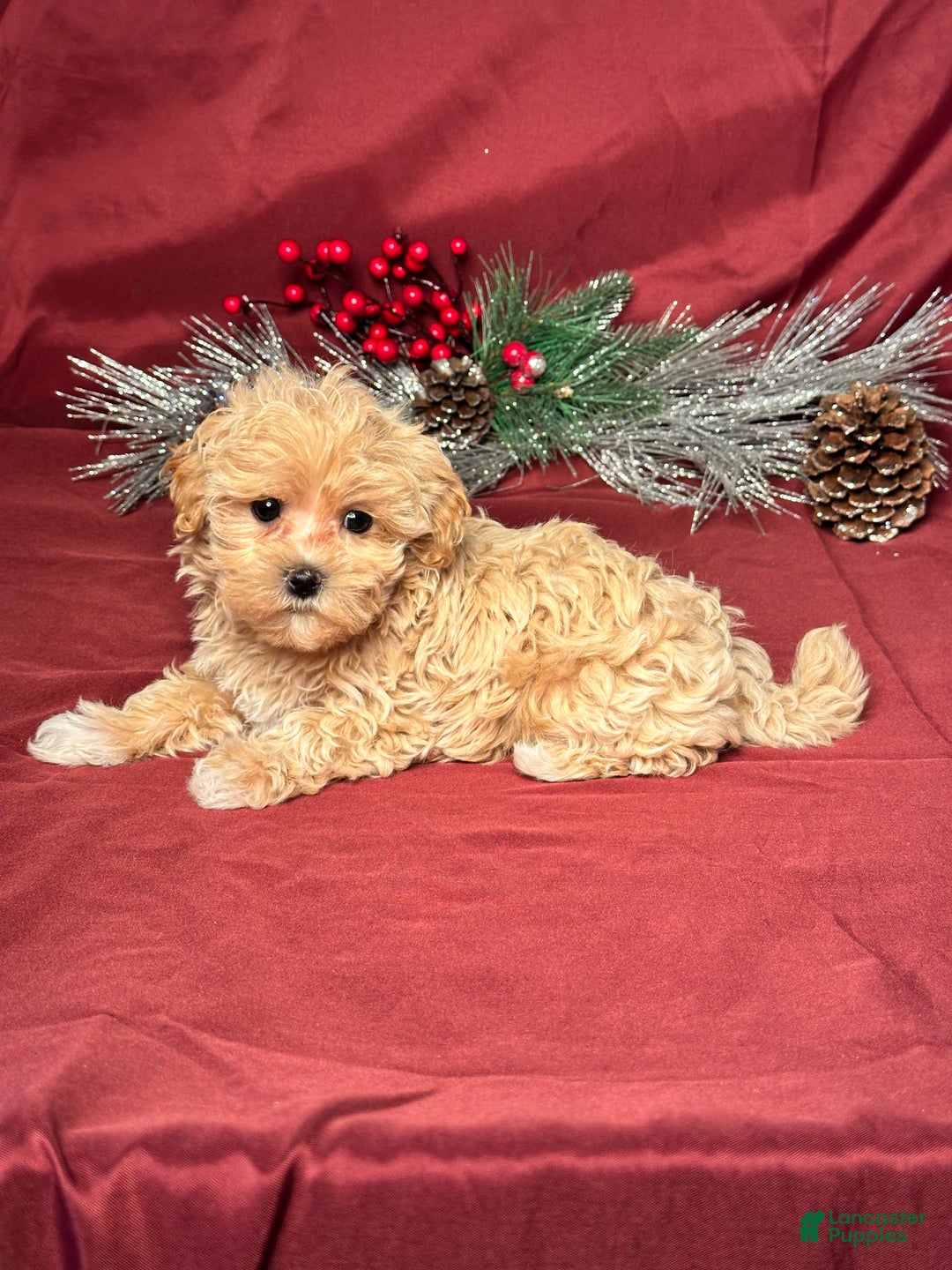 Maltipoo dogs for sale: Joy - Ad 5