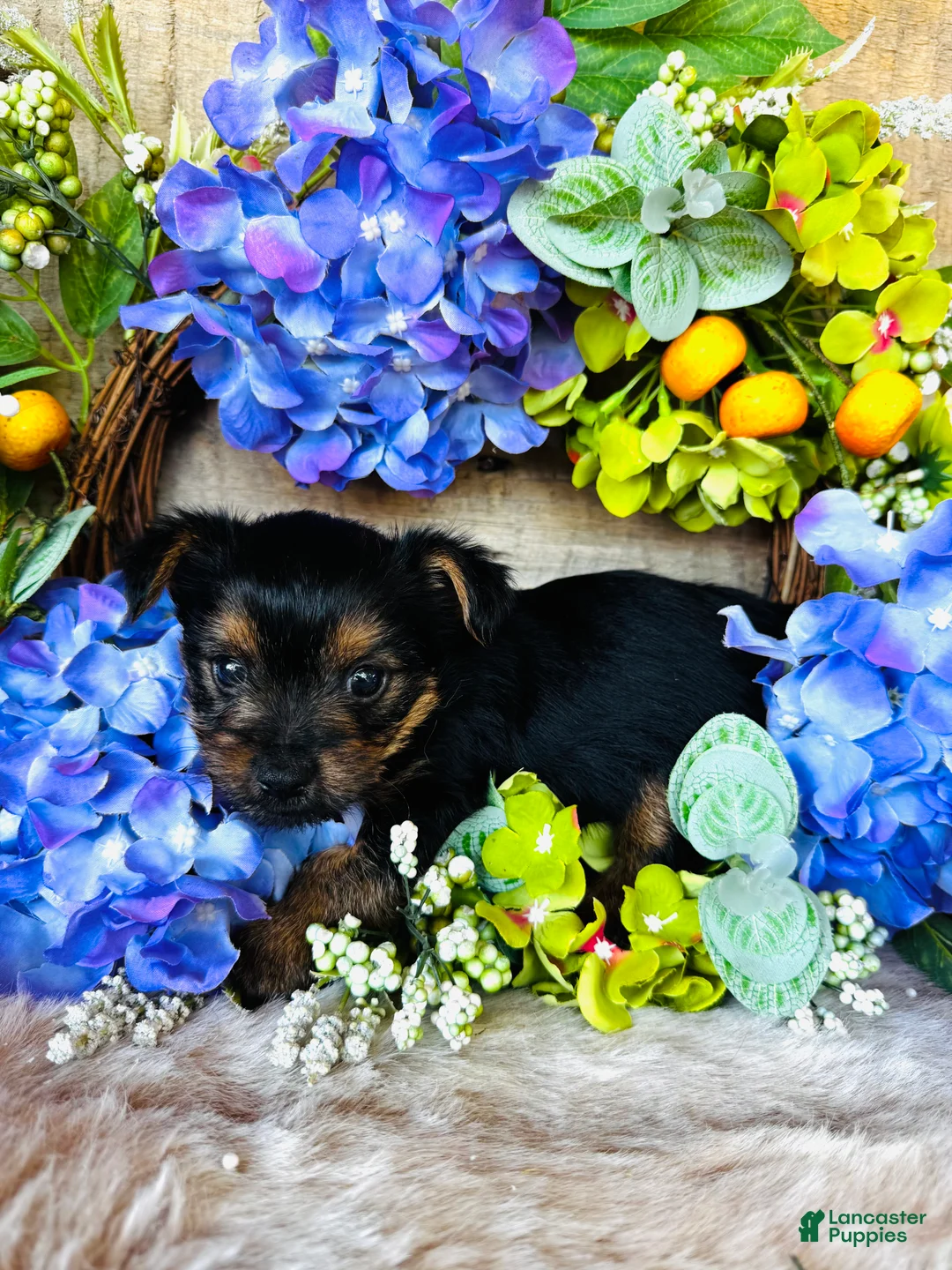 Yorkshire Terrier dogs for sale: Froggy - Ad 2