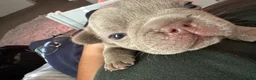 French Bulldog dogs for sale: Smokie - Ad 1
