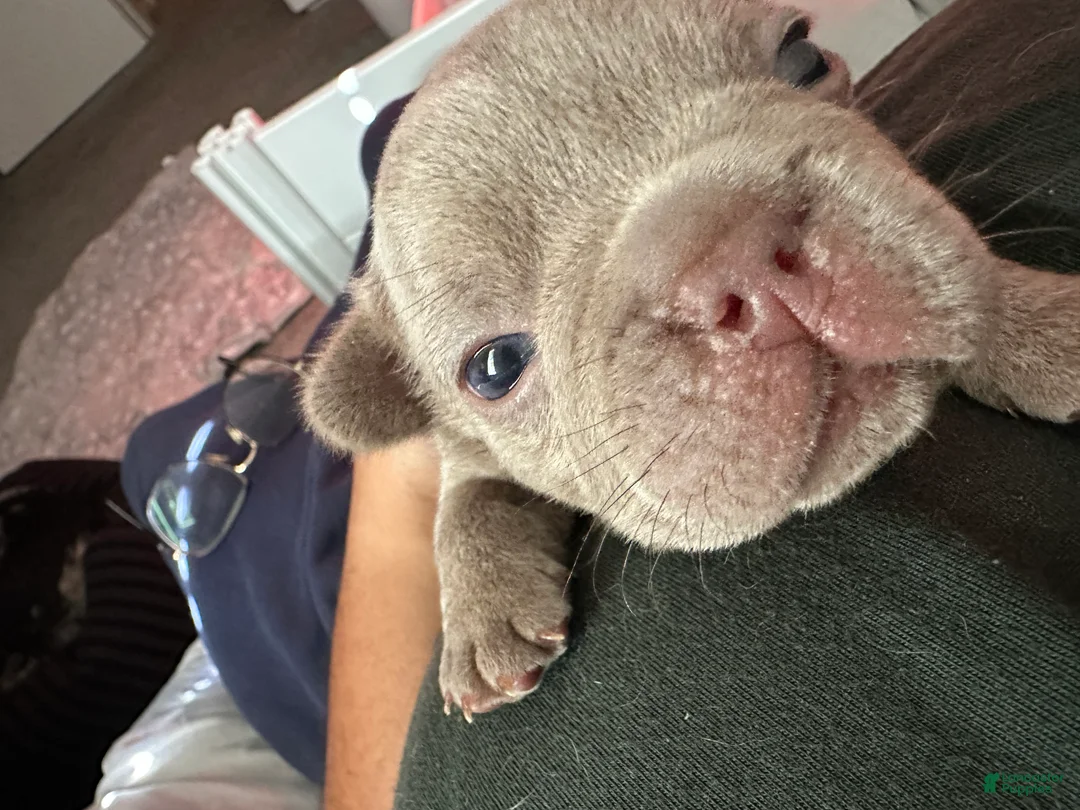 French Bulldog dogs for sale: Smokie - Ad 1
