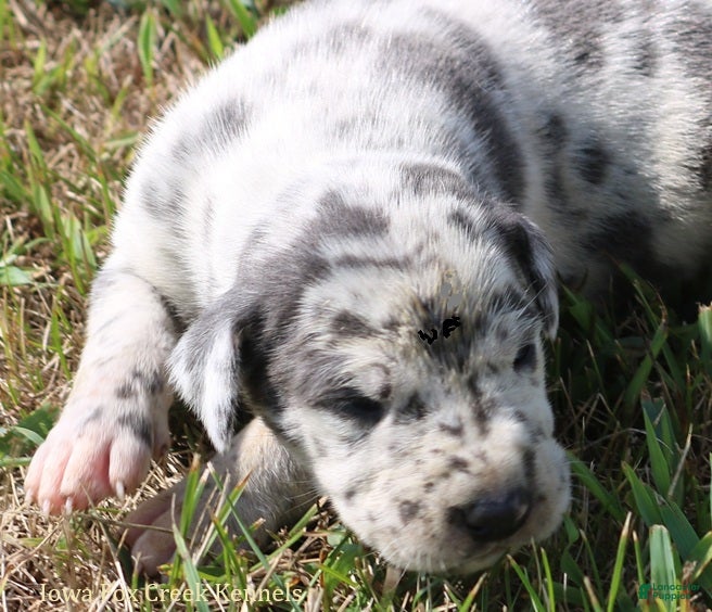 Great Dane dogs Shakira - Ad 27