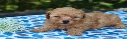Miniature Poodle dogs for sale: Selesta - Ad 3