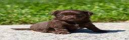 Chihuahua dogs for sale: Jolene Chihuahua Puppy  - Ad 11