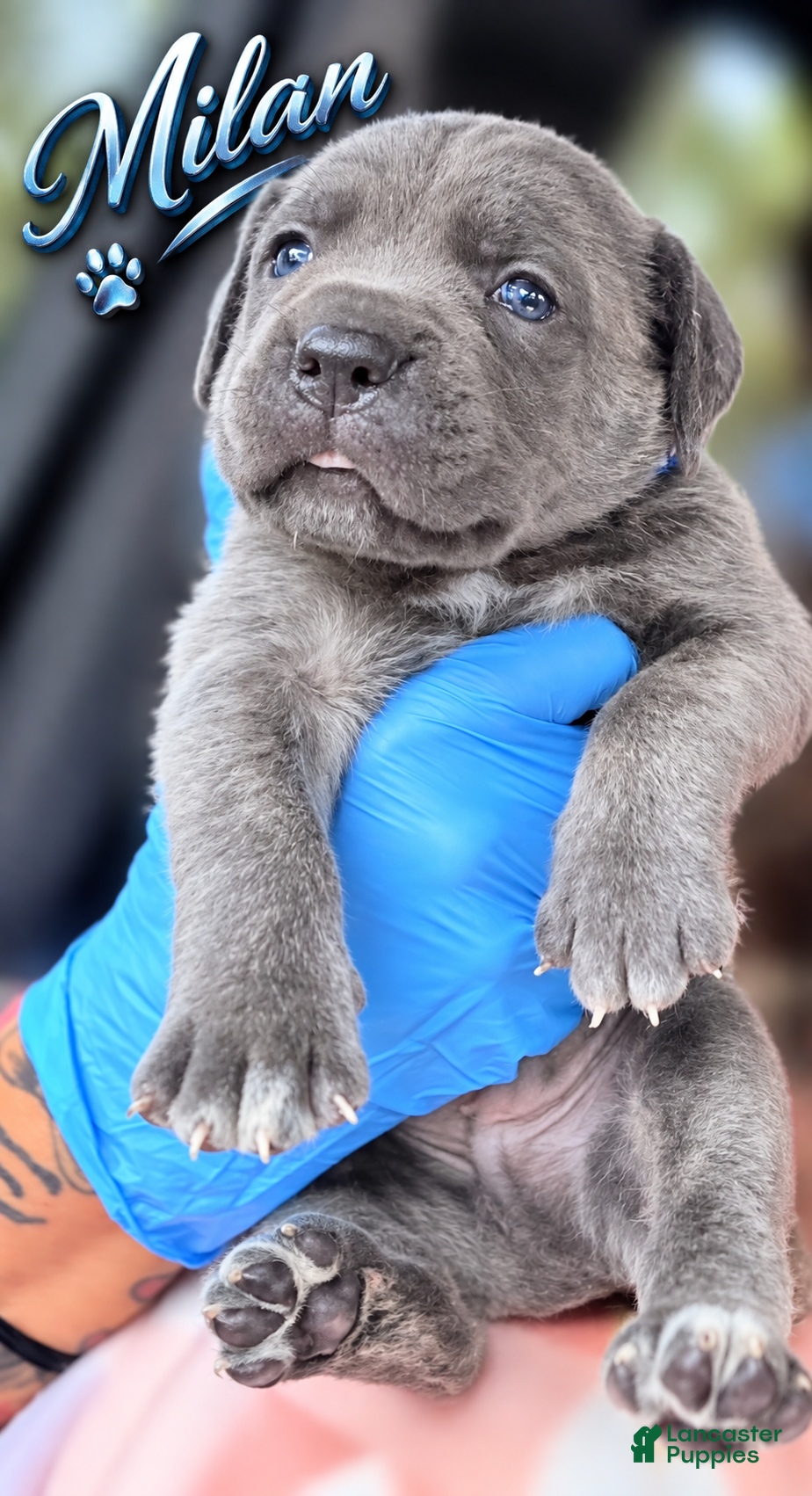 Cane Corso dogs Milan - Ad 2