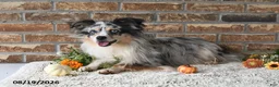 Miniature Australian Shepherd dogs for sale: Heidi - Ad 7