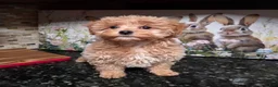 Shihpoo dogs for sale: Gracie  - Ad 1