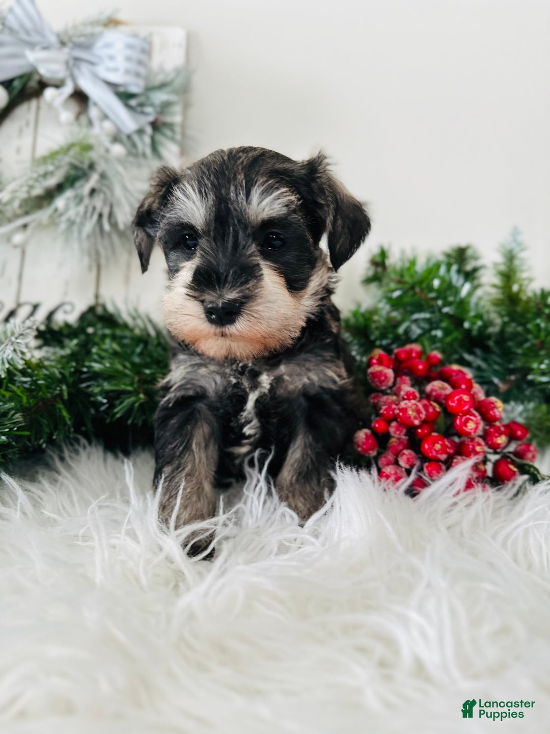 Miniature Schnauzer dogs for sale: Bandit - Ad 7