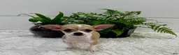 Chihuahua dogs for sale: Jade - Ad 4
