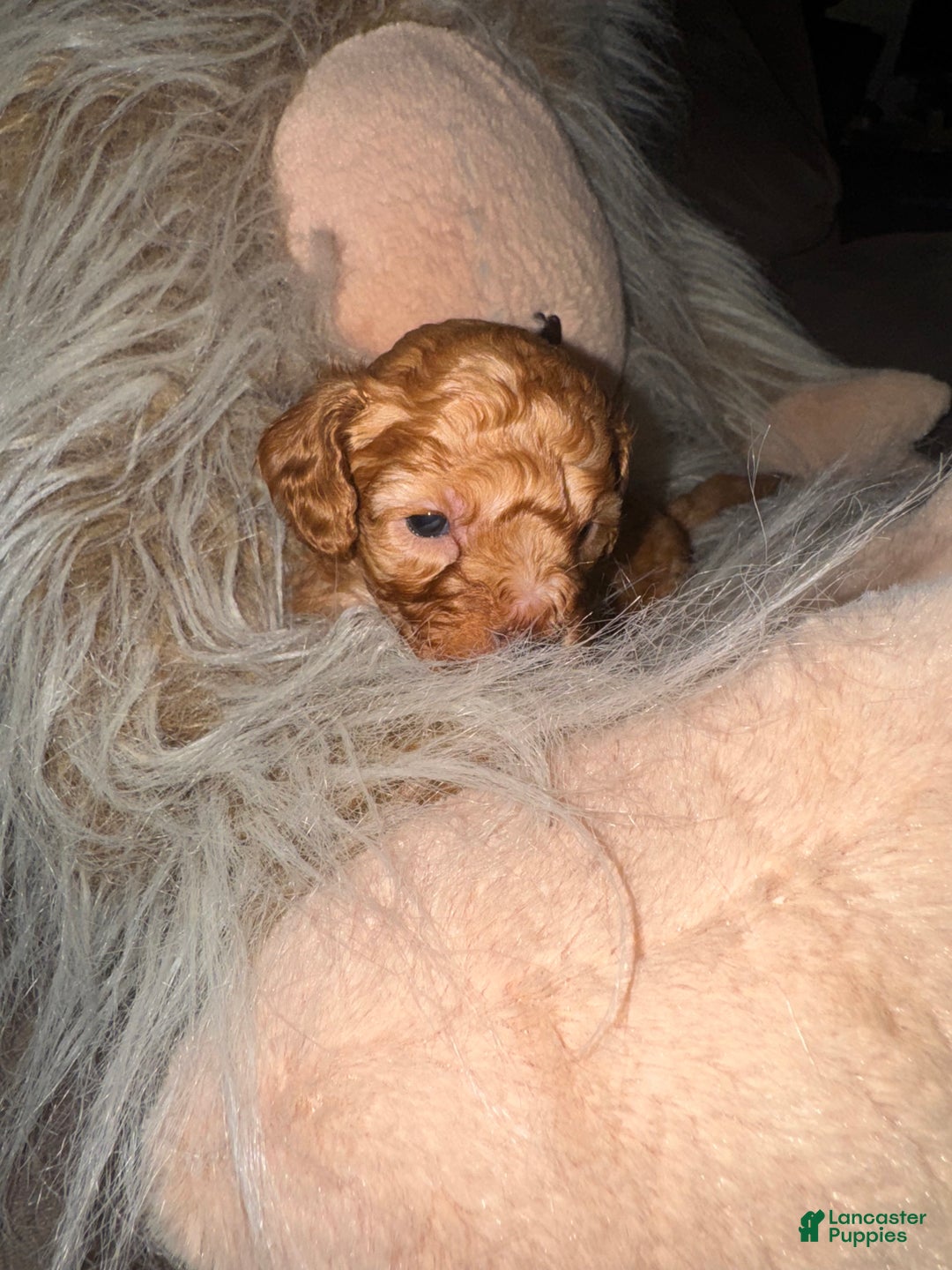 Miniature Poodle dogs for sale: Miniature Poodle Milo - Ad 2