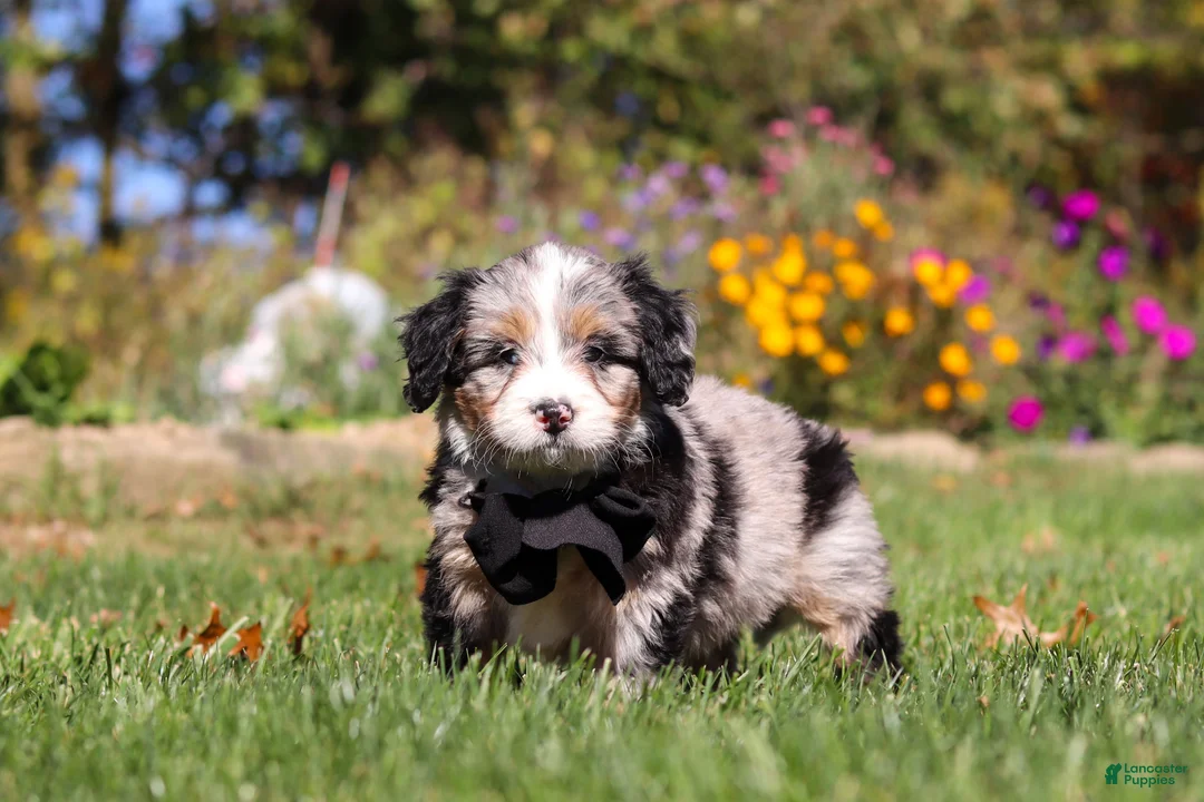 Mini Bernedoodle dogs for sale: Vince🐾💙 - Ad 2