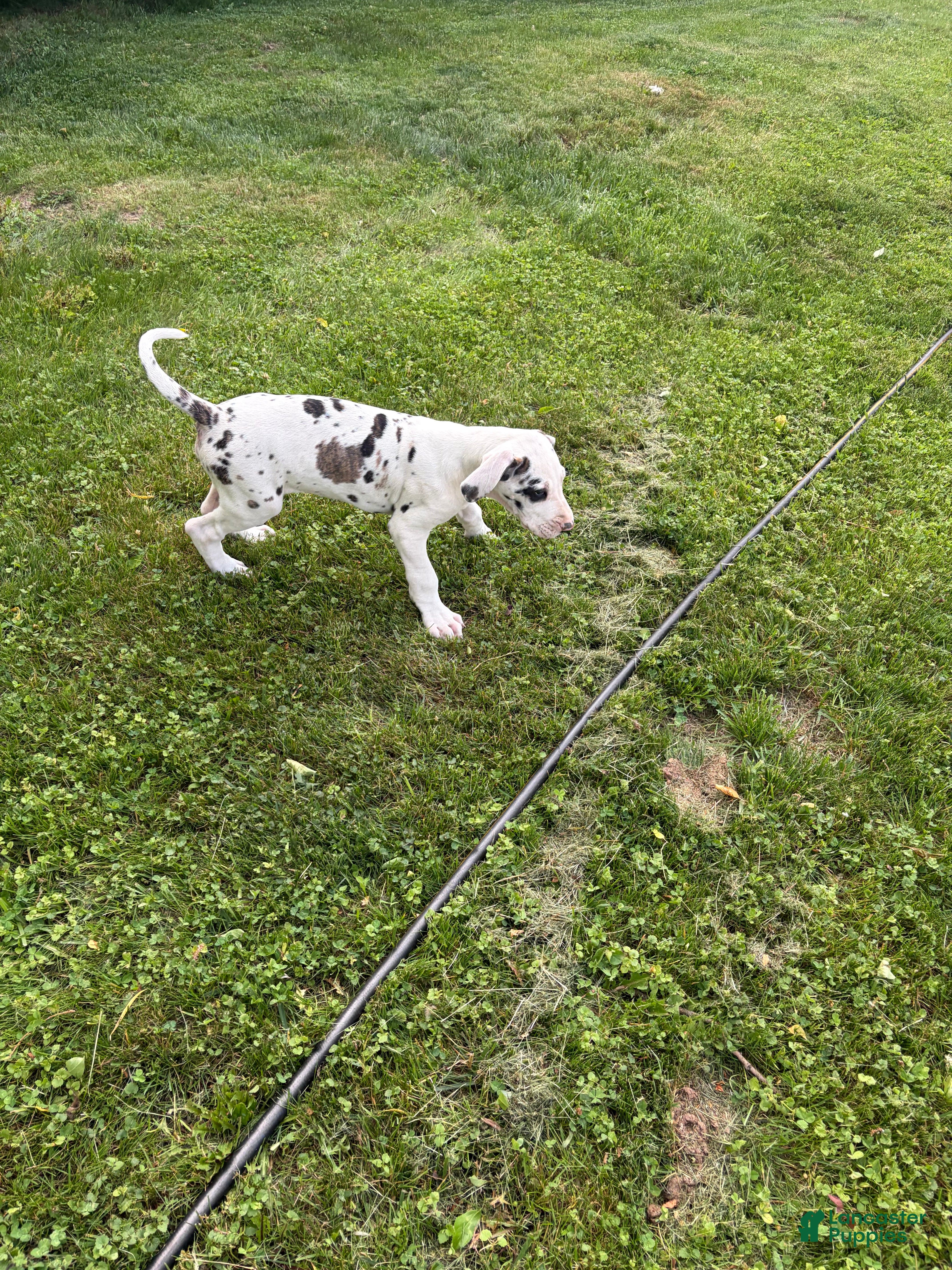 Great Dane dogs Great Dane 2 - Ad 33