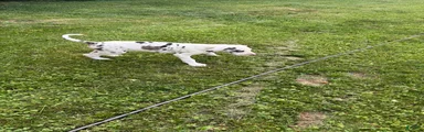 Great Dane 2