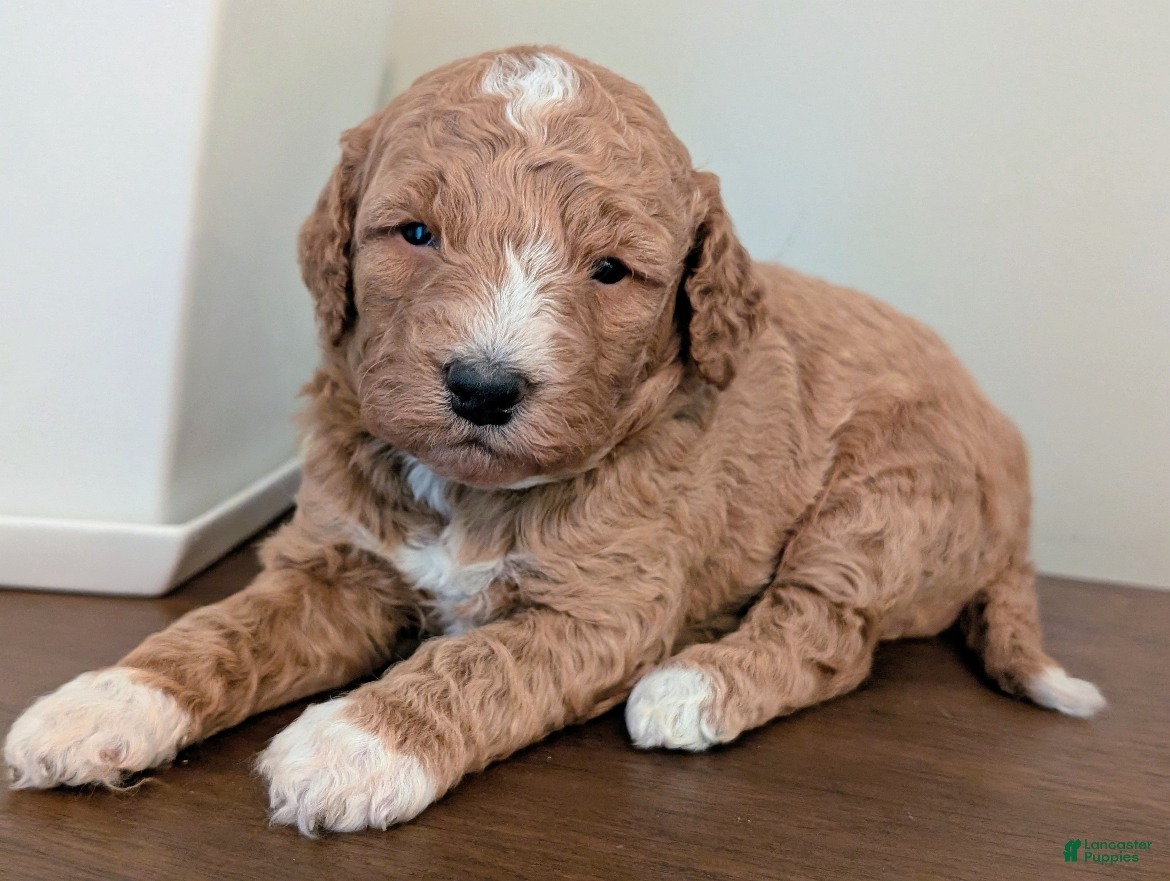 Mini Goldendoodle dogs Benji - Ad 1