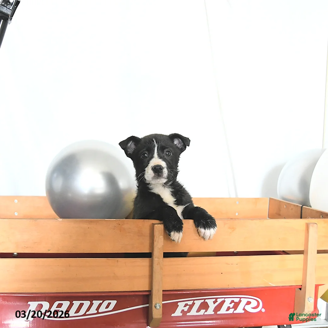 Border Collie dogs for sale: Fiona - Ad 3