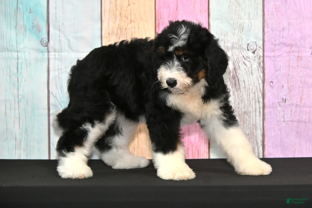 Bernedoodle dogs for sale: Bernedoodle 3 - Ad 2