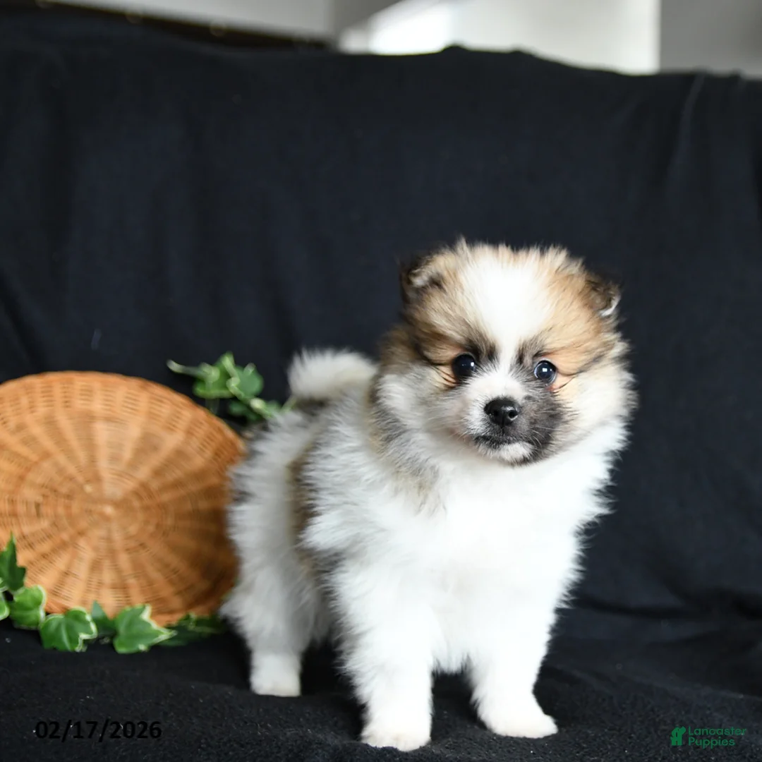 Pomeranian dogs for sale: Peter - Ad 3