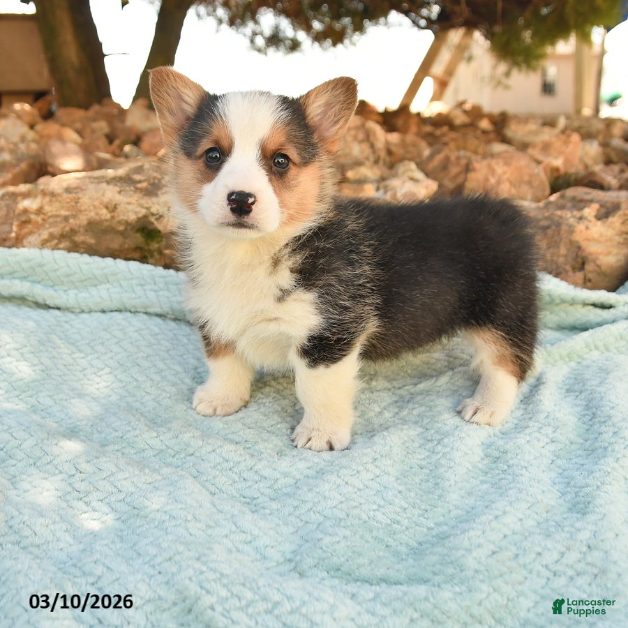 Welsh Corgi Pembroke dogs for sale: Ranger - Ad 3