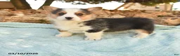 Welsh Corgi Pembroke dogs for sale: Ranger - Ad 1