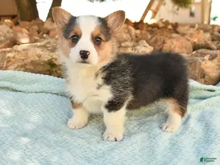 Welsh Corgi Pembroke dogs for sale: Ranger - Ad 3