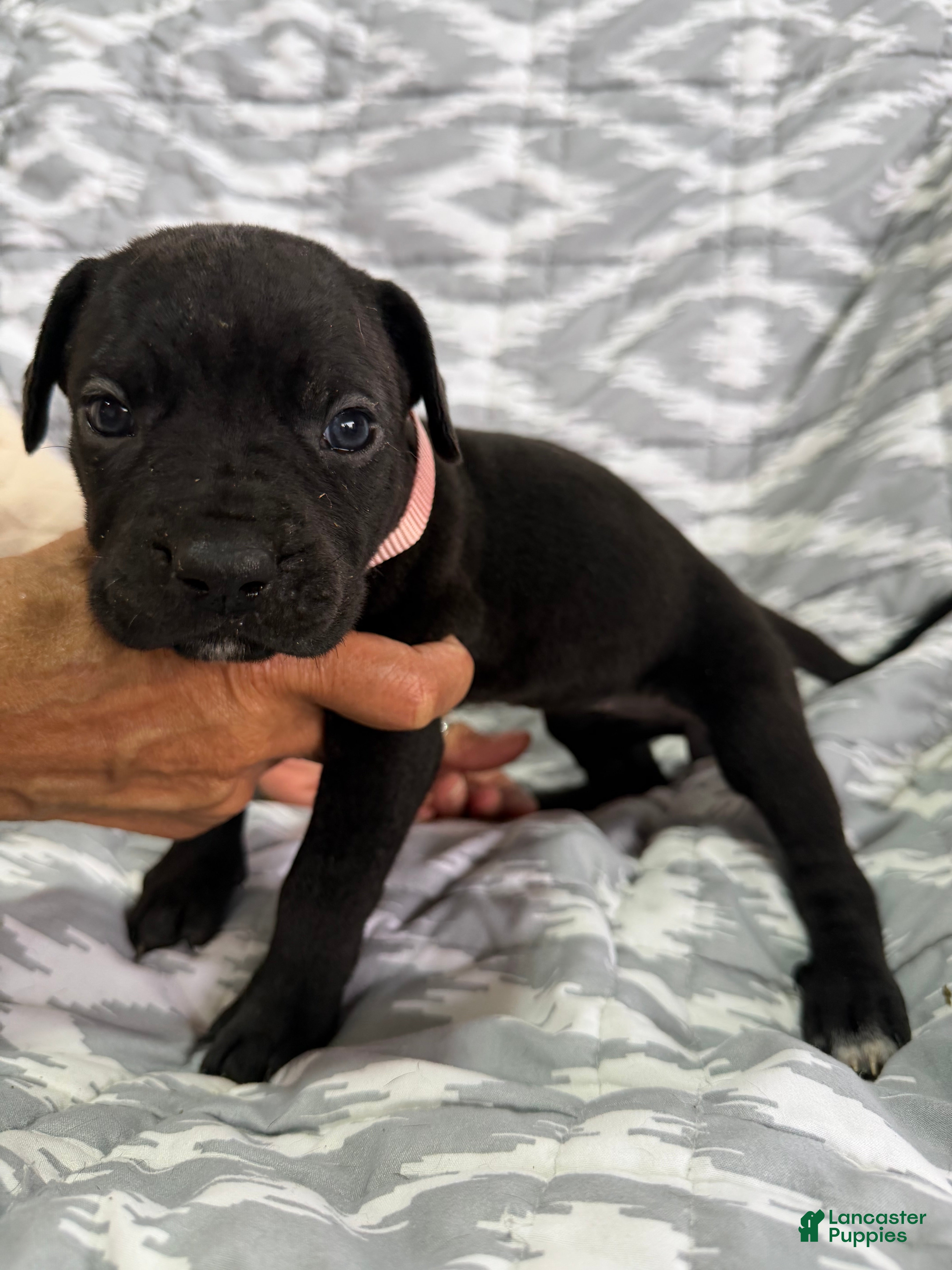 Cane Corso dogs bella - Ad 2