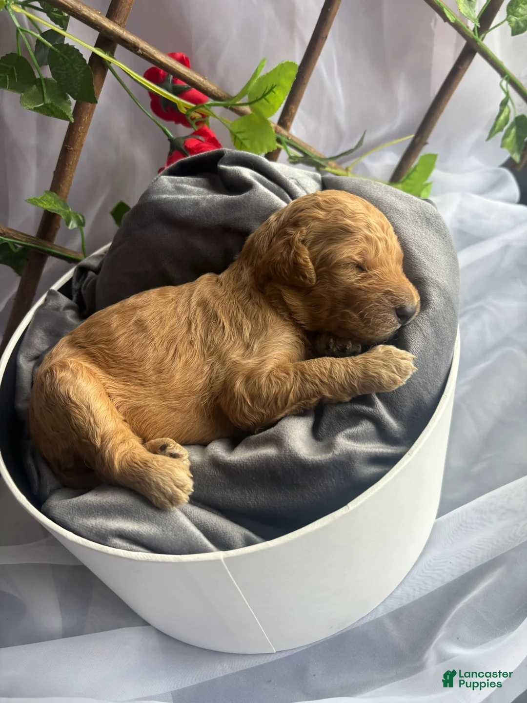 Standard Poodle dogs for sale: Belle - Ad 1