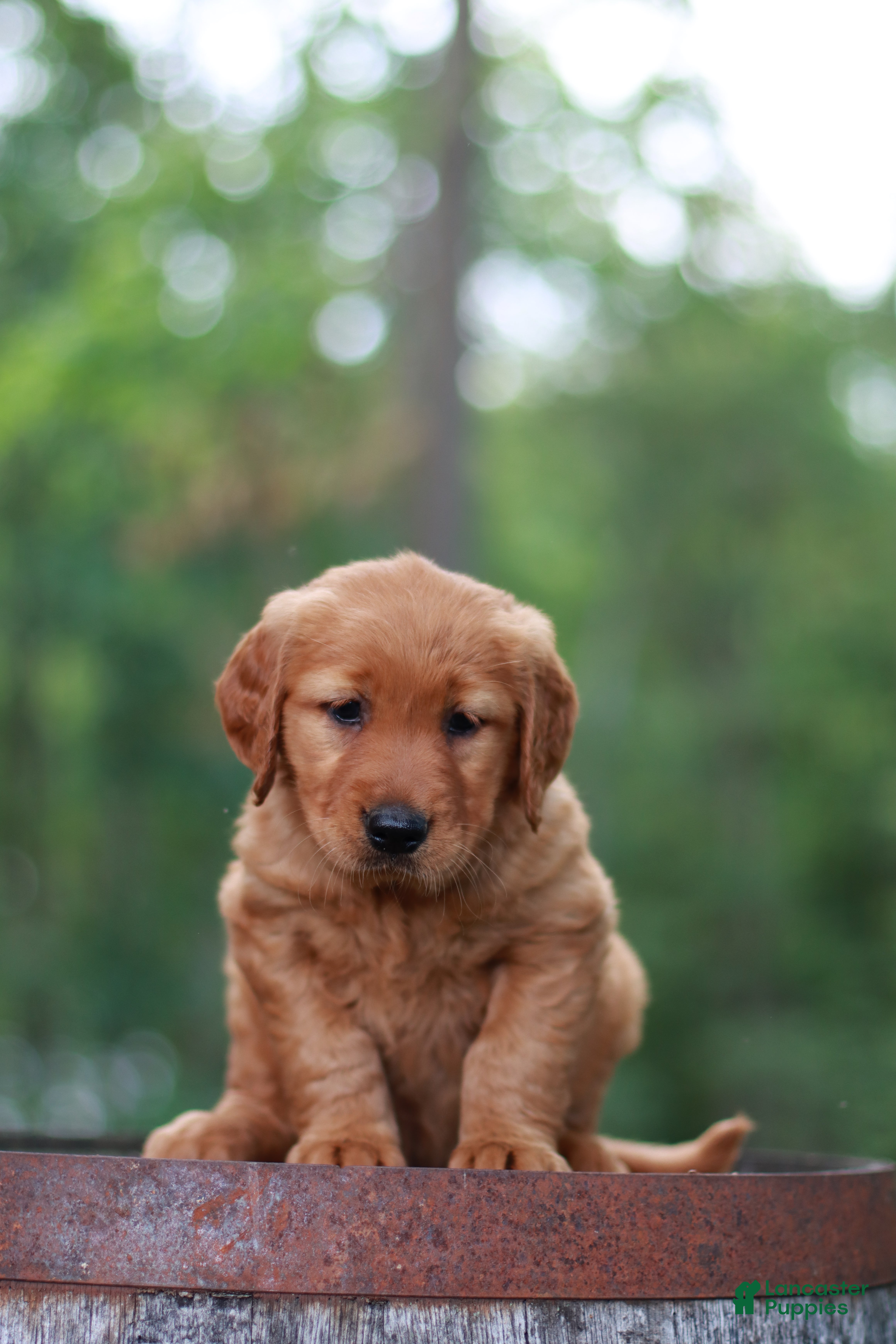 Golden Retriever dogs Bailey - Ad 2