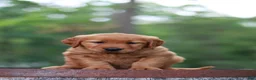 Golden Retriever dogs for sale: Bailey - Ad 2