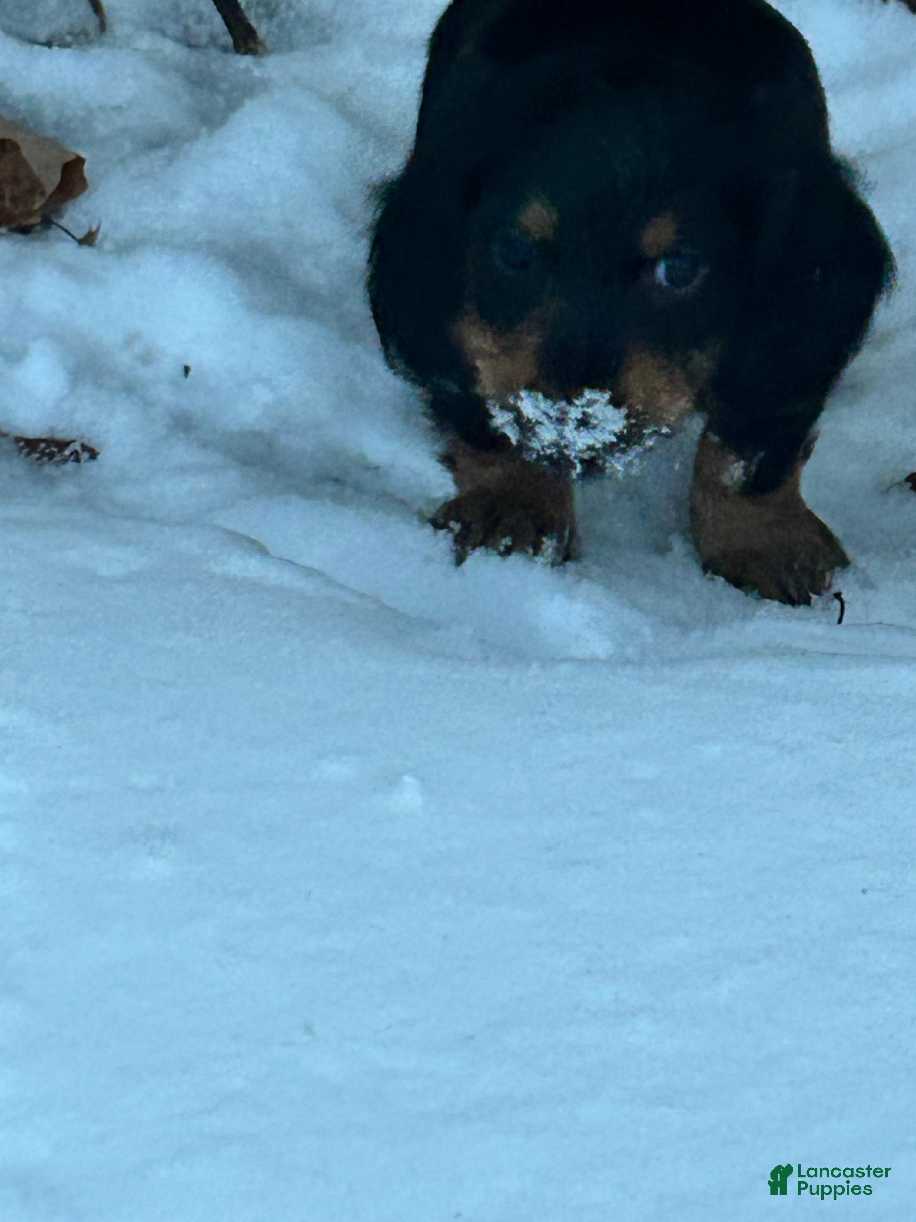 Miniature Dachshund dogs Miniature Dachshund Puppy 4 - Ad 3