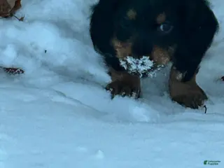 Miniature Dachshund dogs Miniature Dachshund Puppy 4 - Ad 3