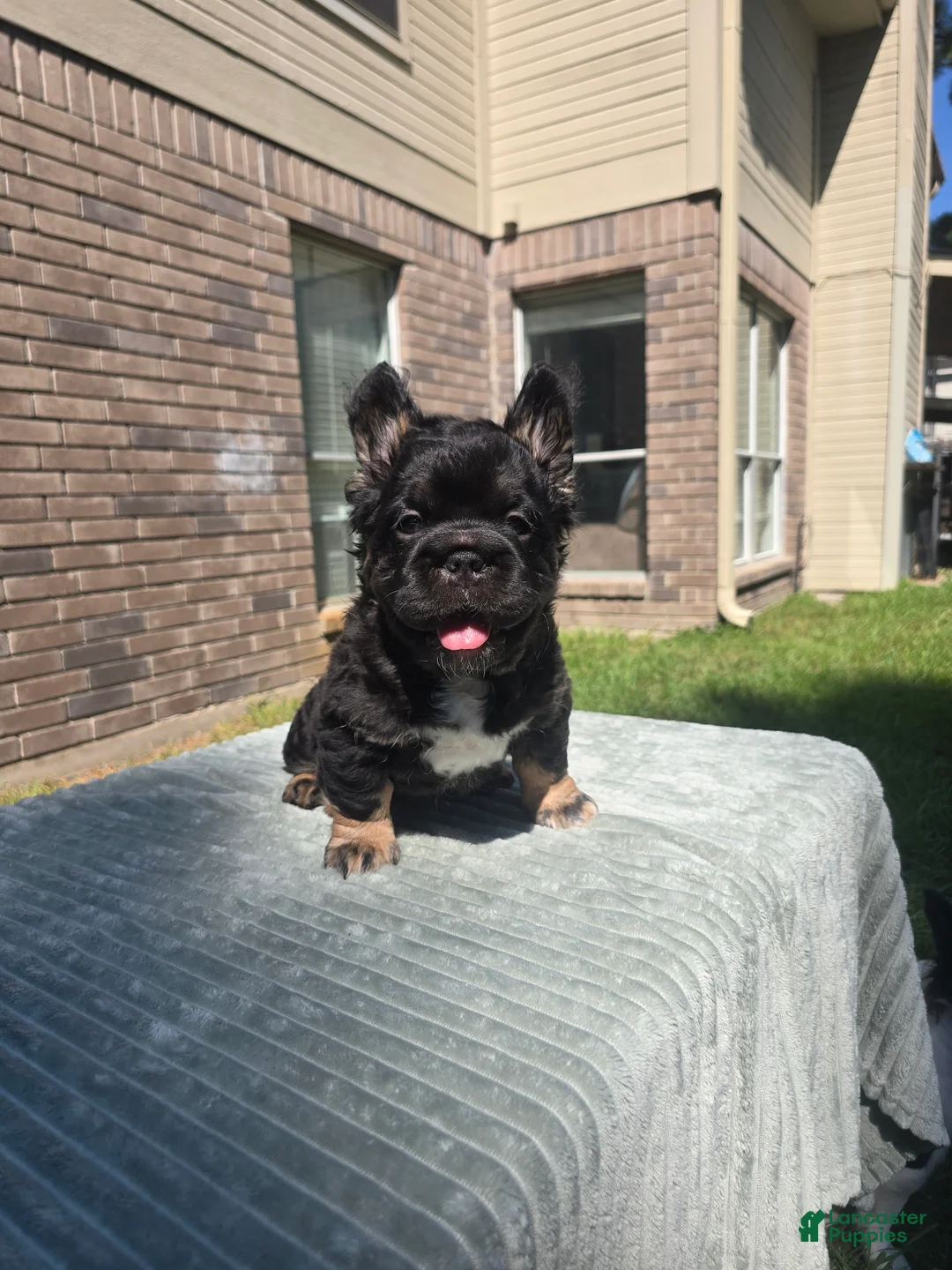 French Bulldog dogs for sale: Bruce - Ad 2