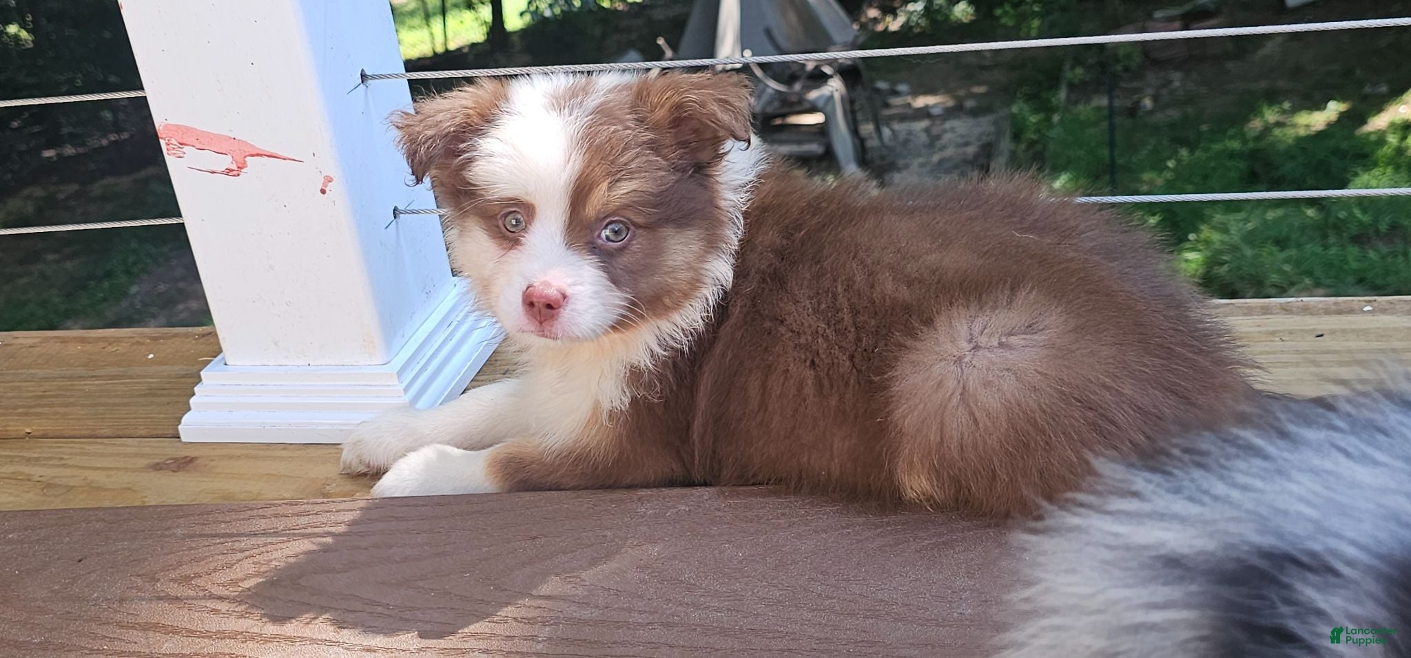 Miniature Australian Shepherd dogs Coco - Ad 2