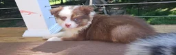 Miniature Australian Shepherd dogs for sale: Coco - Ad 2
