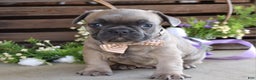 French Bulldog dogs for sale: Max - Ad 3