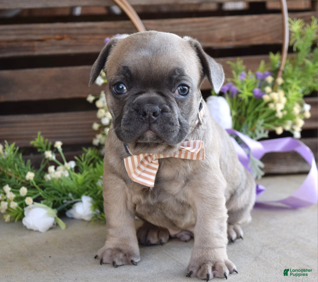 French Bulldog dogs for sale: Max - Ad 3