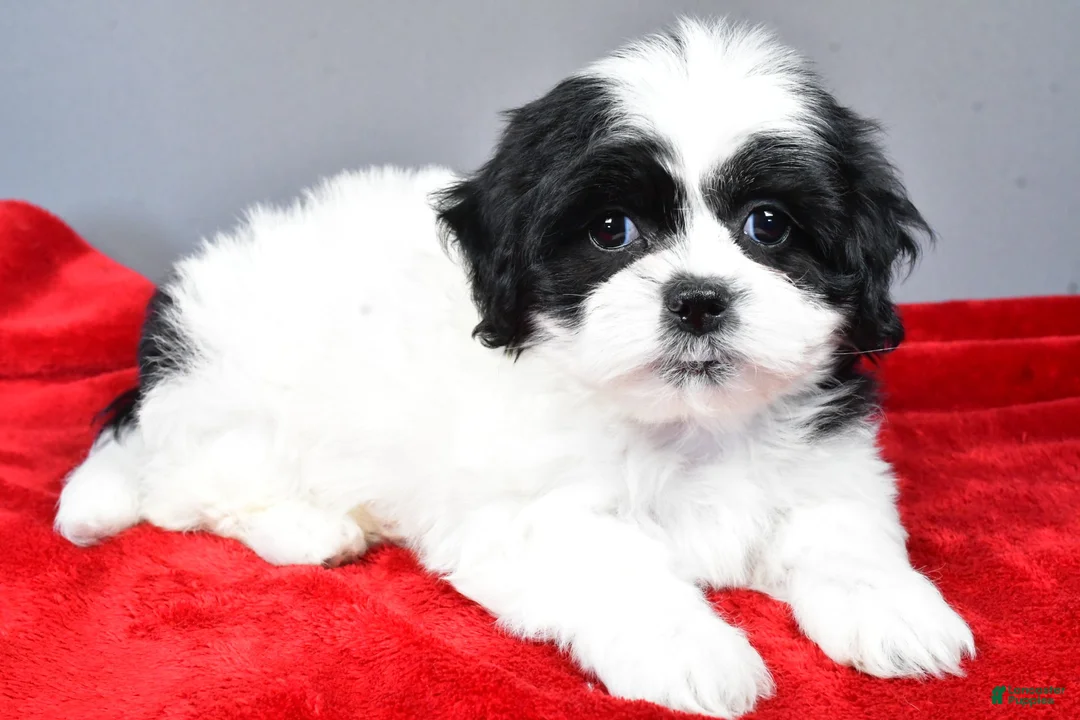 Teddy Bear dogs for sale: simone - Ad 3