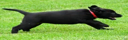 Labrador Retriever dogs for sale: Lola - Ad 12