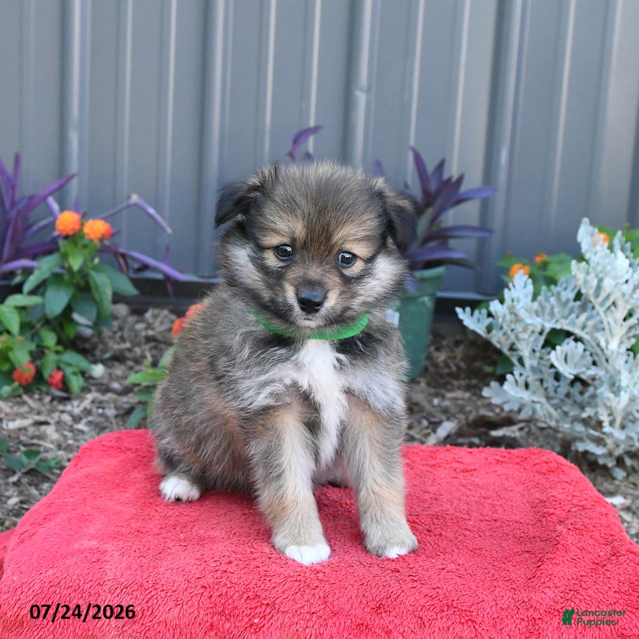 Pomeranian dogs Hyde - Ad 1