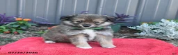 Pomeranian dogs for sale: Hyde - Ad 1