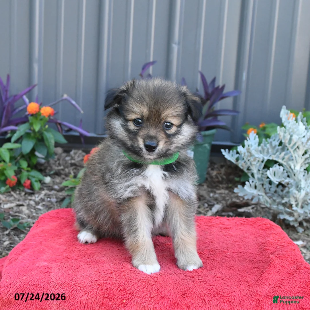 Pomeranian dogs for sale: Hyde - Ad 1