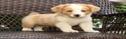 Welsh Corgi Pembroke dogs for sale: Boone - Ad 3