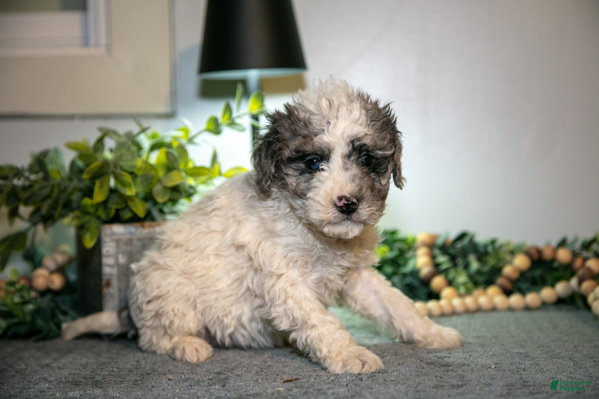 Cavapoo dogs Mitsy - Ad 41