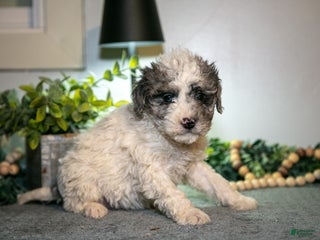 Cavapoo dogs Mitsy - Ad 41