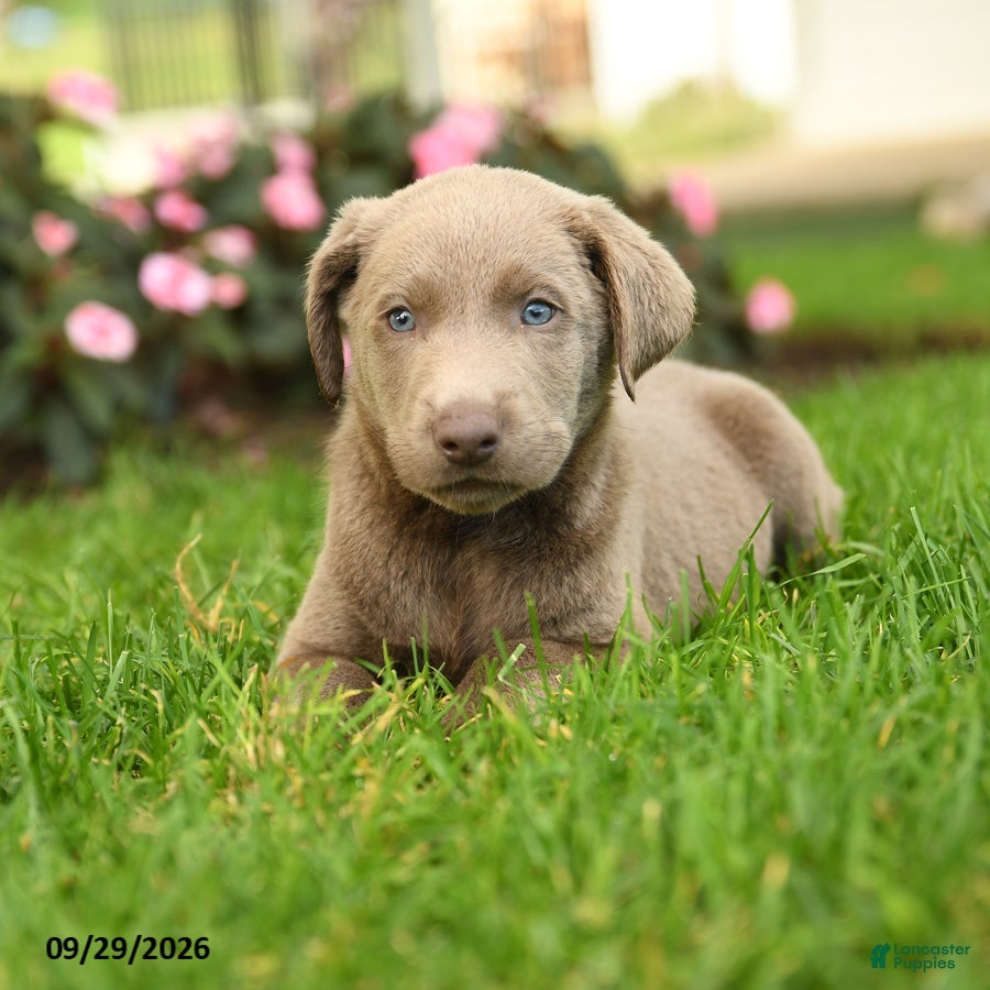 Labrador Retriever dogs Skippy - Ad 2