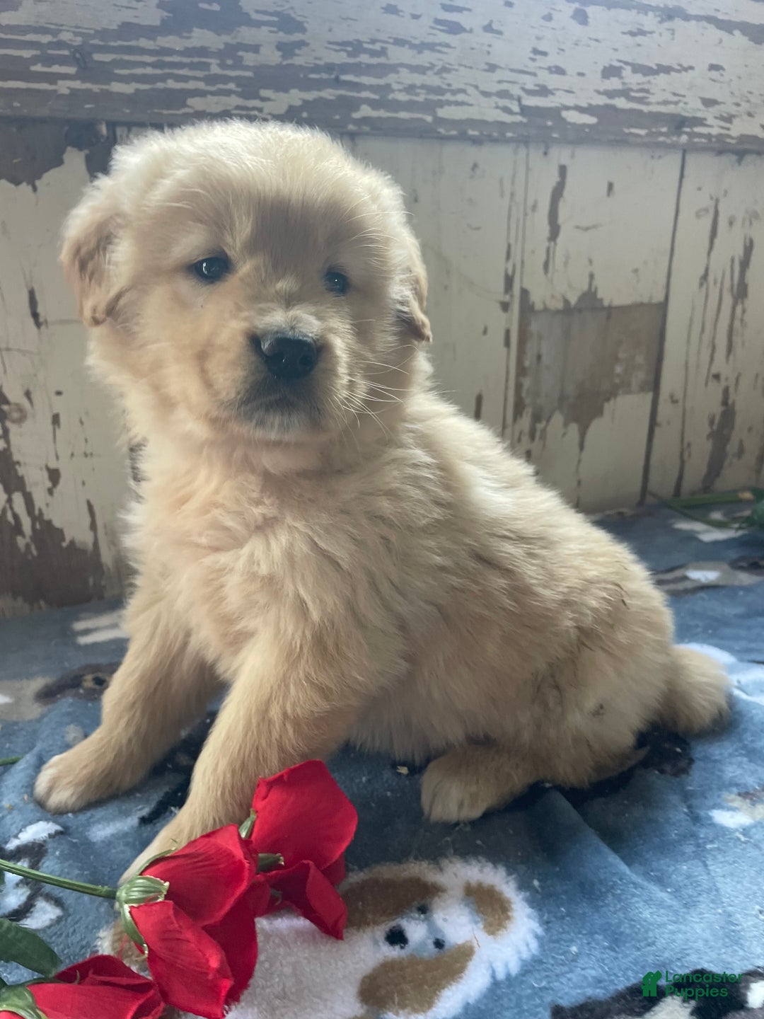 Mixed Breed dogs for sale: Willow - Ad 2