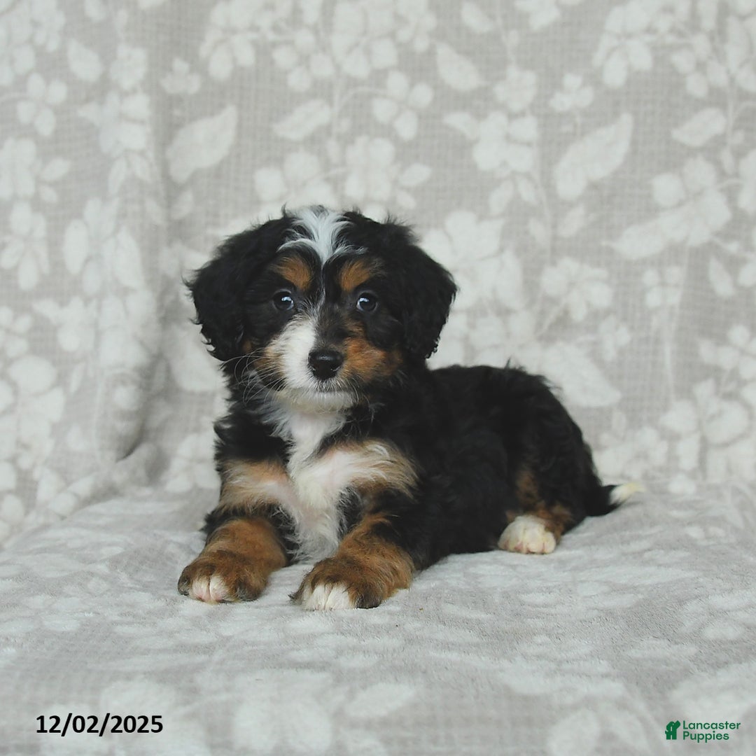 Mini Bernedoodle dogs for sale: Tulip - Ad 3